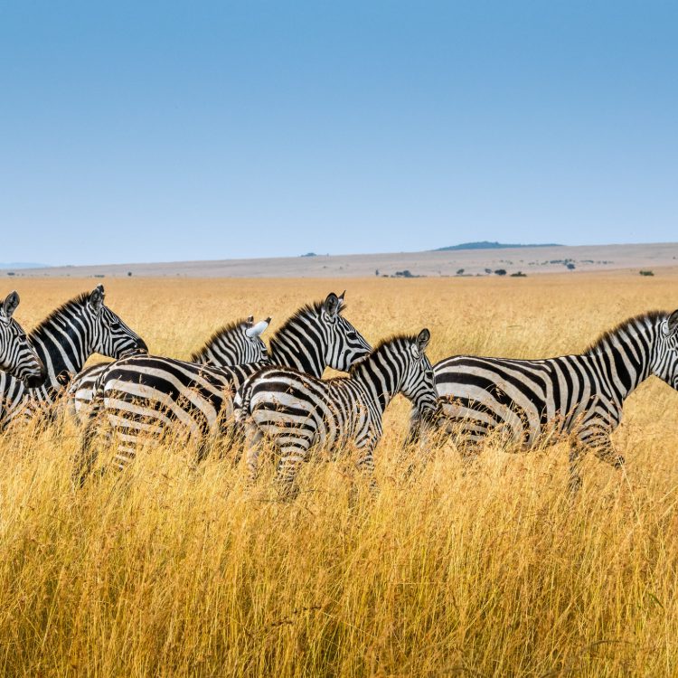 21 Days Uganda Wildlife Safari