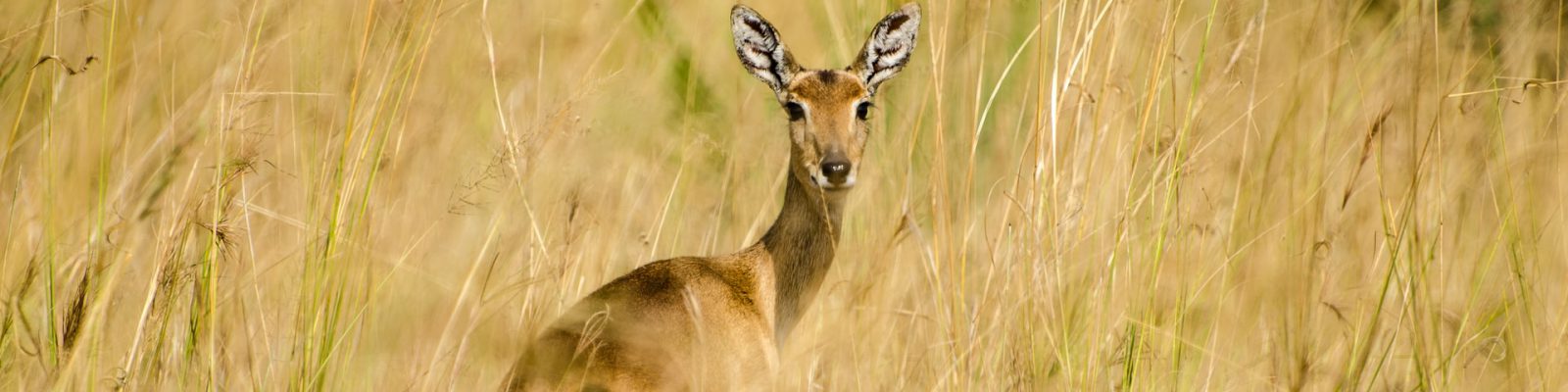 Murchison Falls National Park