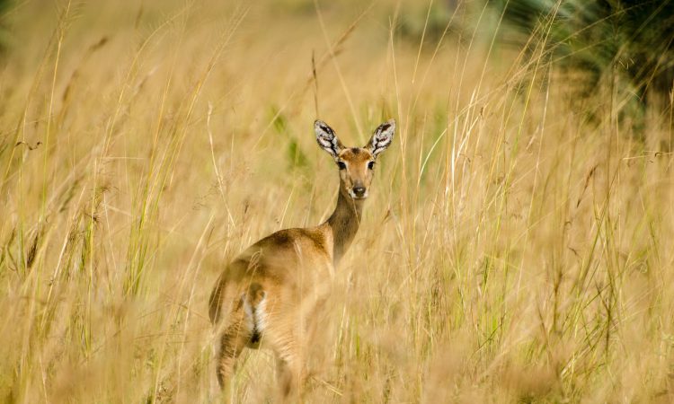 Murchison Falls National Park