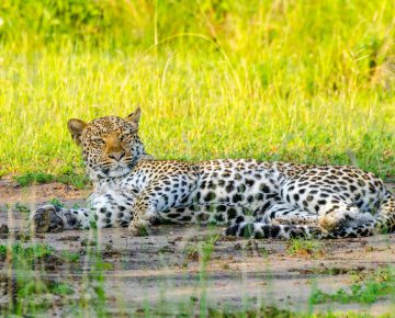 Queen Elizabeth National Park