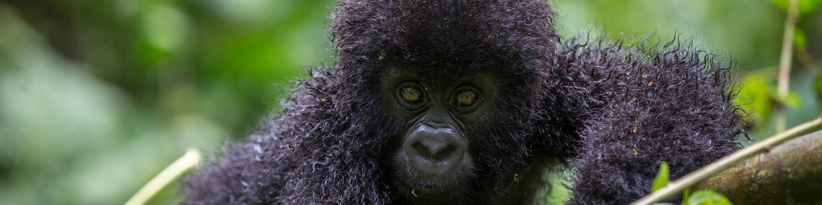 HOW MANY PEOPLE PER GORILLA GROUP?