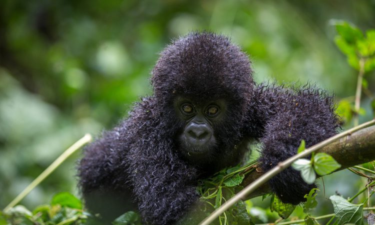 HOW MANY PEOPLE PER GORILLA GROUP?