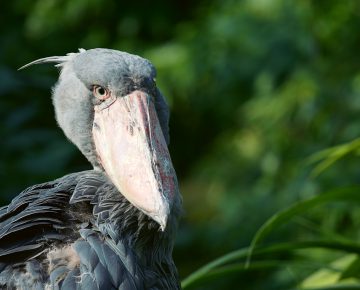 I Day Mabamba Birding Tour