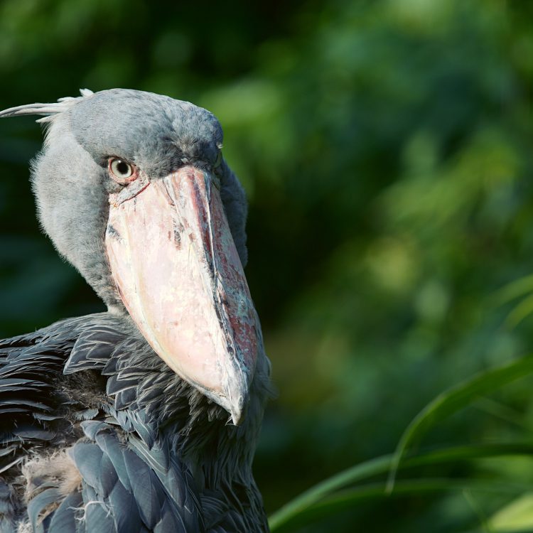 I Day Mabamba Birding Tour
