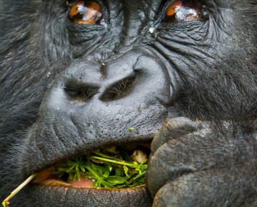 Mgahinga Gorilla National Park
