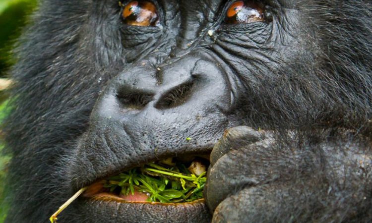 Mgahinga Gorilla National Park