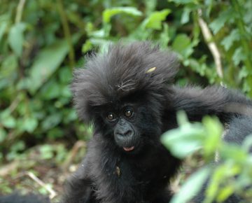Bwindi Impenetrable National Park