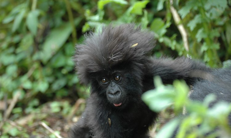 Bwindi Impenetrable National Park