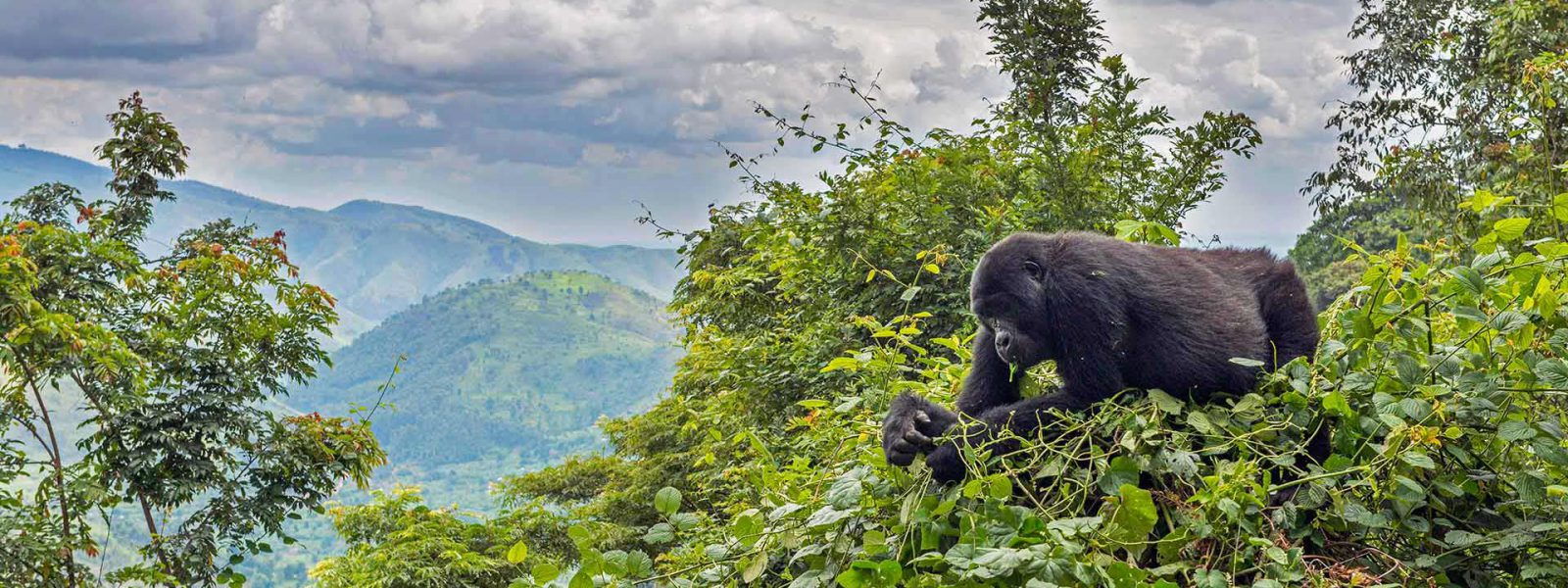 Uganda Tour Operators