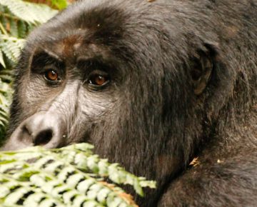 3 Days Mgahinga Gorilla Tour