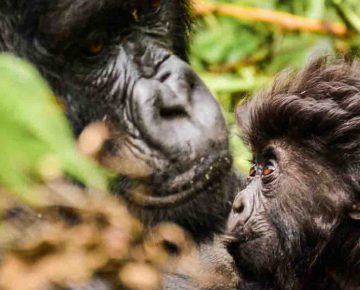 10 Days Uganda Safari