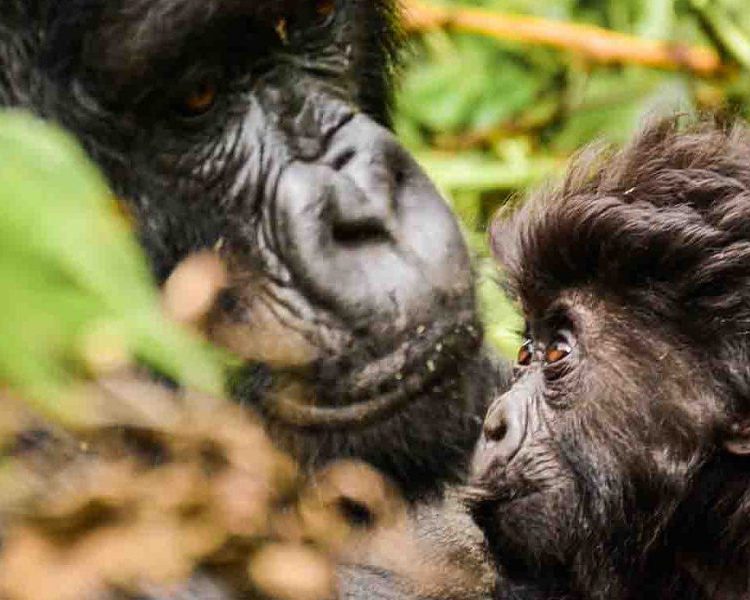 10 Days Uganda Safari