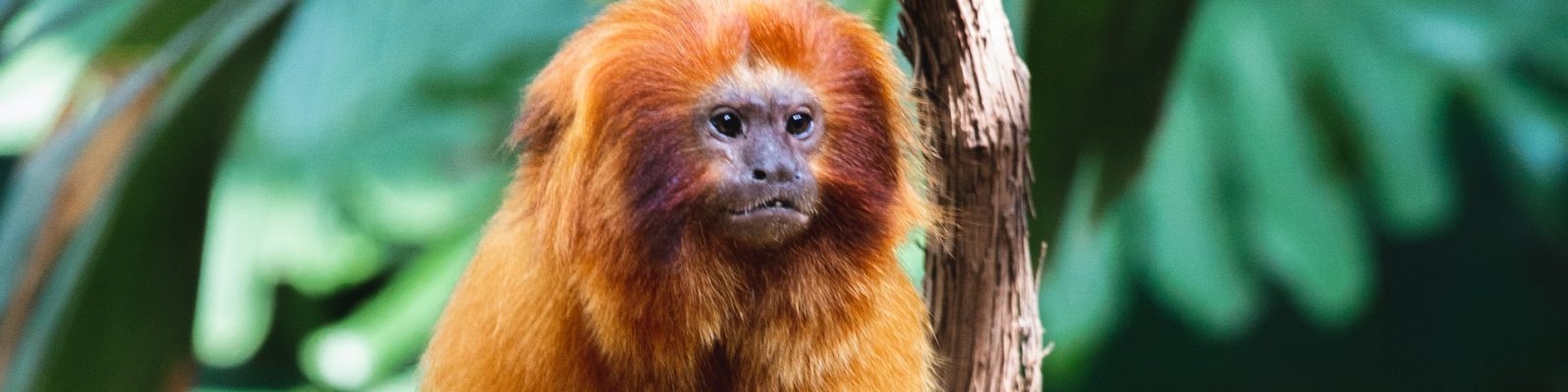 ­Golden Monkey Tracking