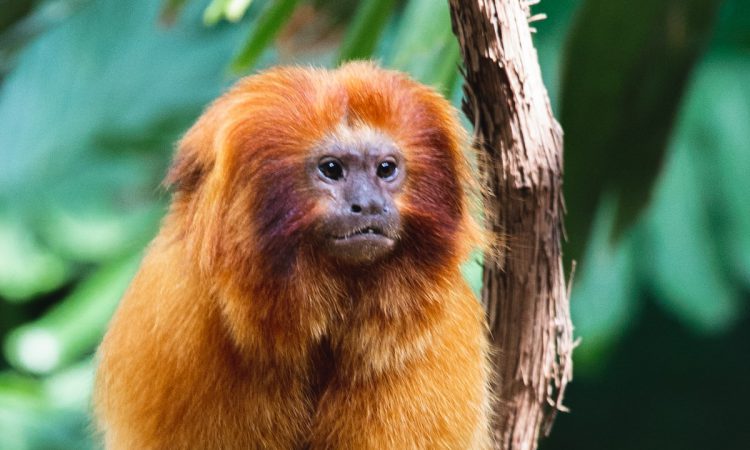 ­Golden Monkey Tracking