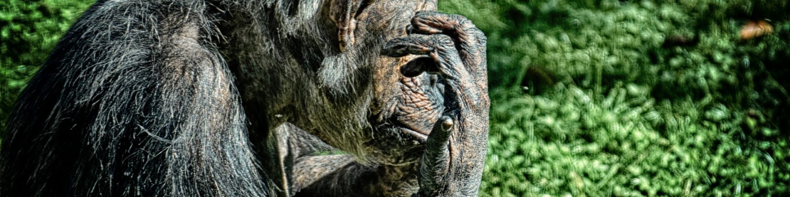 Chimpanzee Trekking Age Limit