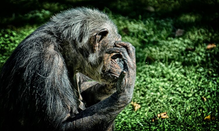 Chimpanzee Trekking Age Limit