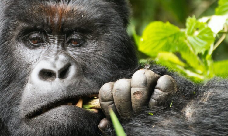 About Mountain Gorillas