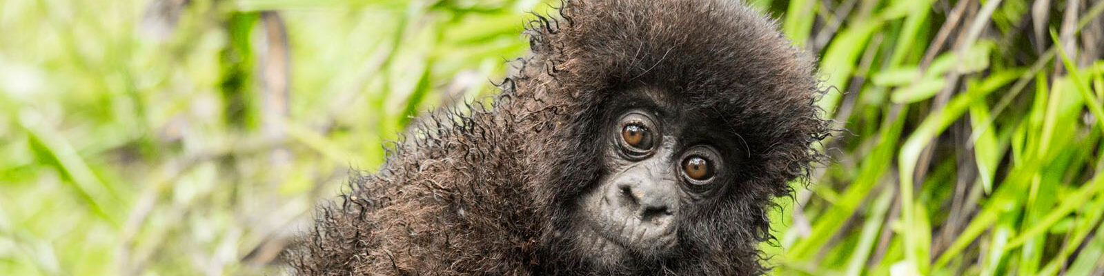 Backpacking on Gorilla Trekking