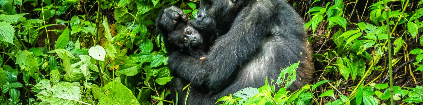 Booking a Group Gorilla Trekking Safari