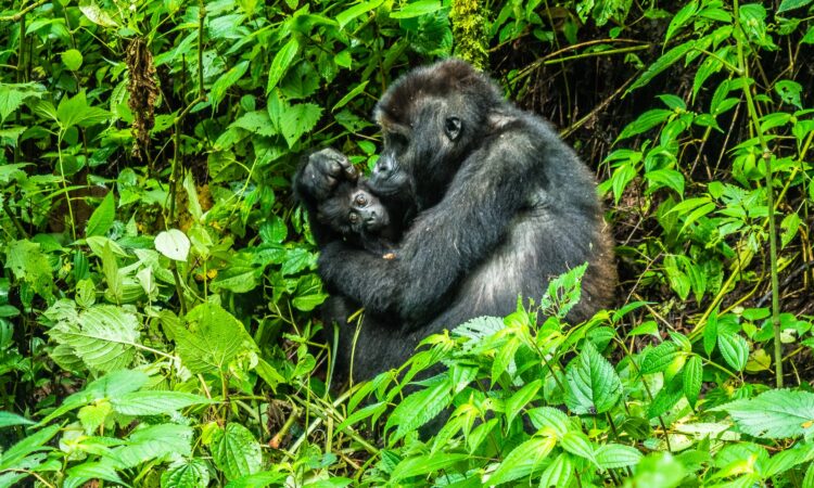 Booking a Group Gorilla Trekking Safari