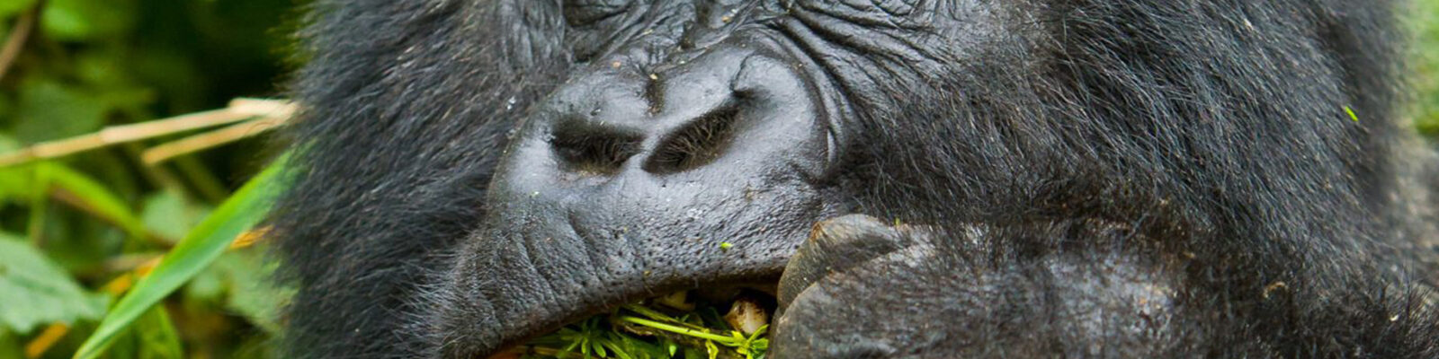 Budget Gorilla Habituation in Uganda