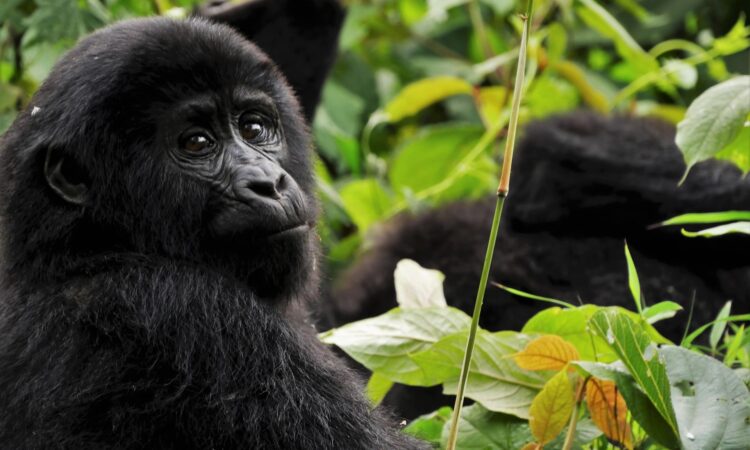 Budget Gorilla Trekking in Uganda, Rwanda & DR Congo