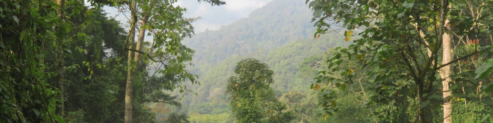 Best Sector for Gorilla Trekking in Bwindi