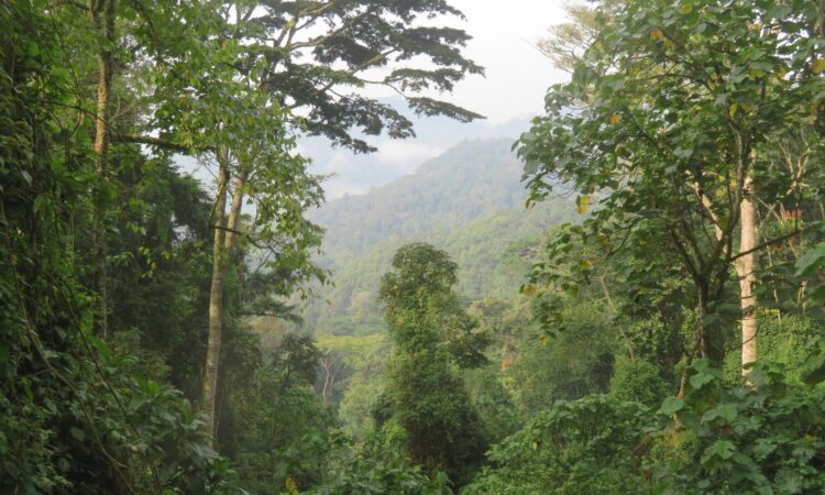 Best Sector for Gorilla Trekking in Bwindi