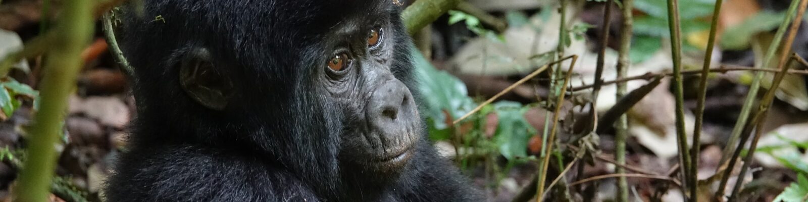 Characteristics of Mountain Gorillas