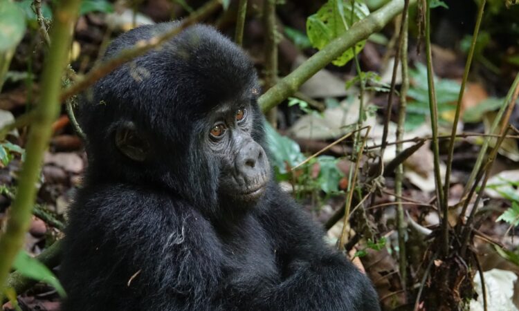 Characteristics of Mountain Gorillas