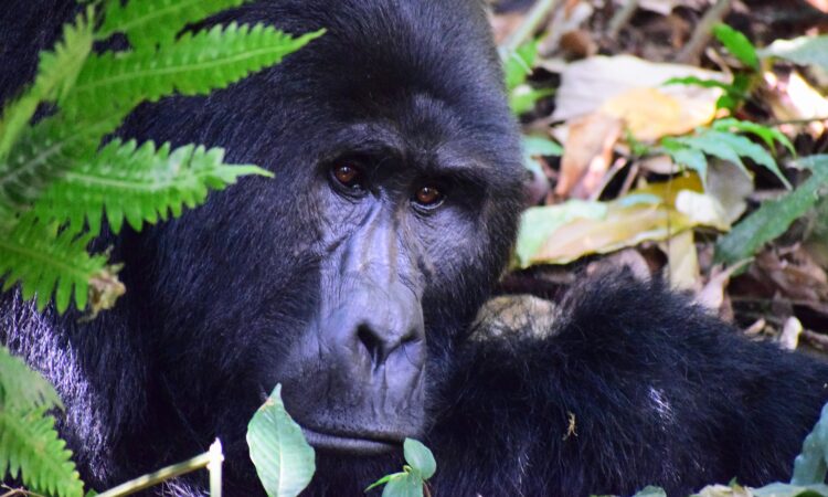Congo Gorilla Permits