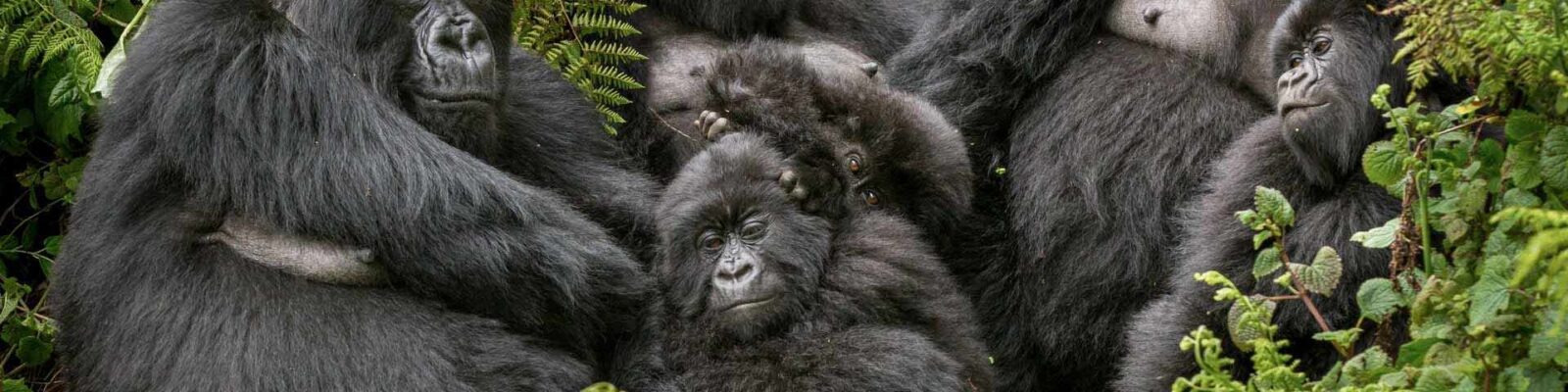 Do Gorillas Live in Families