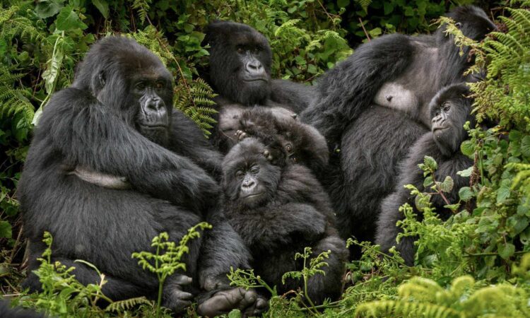 Do Gorillas Live in Families