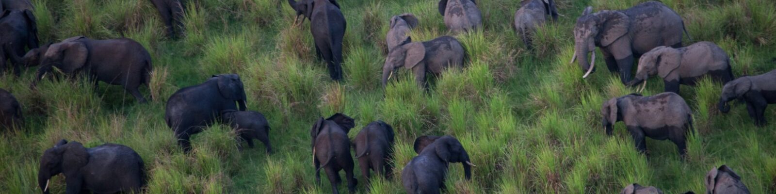 Garamba National Park Congo