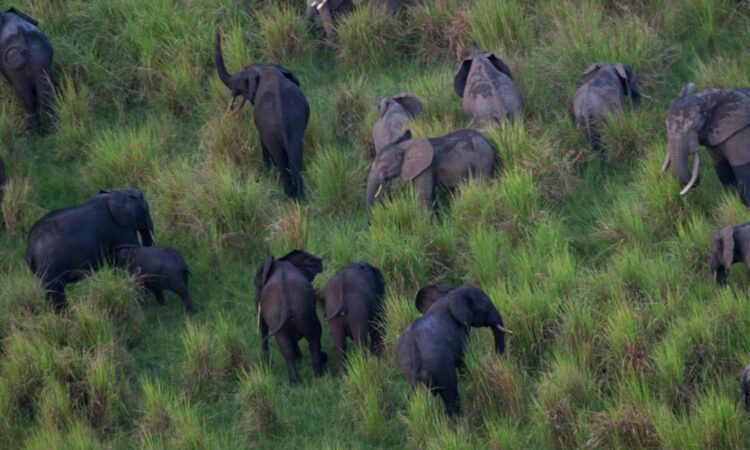 Garamba National Park Congo