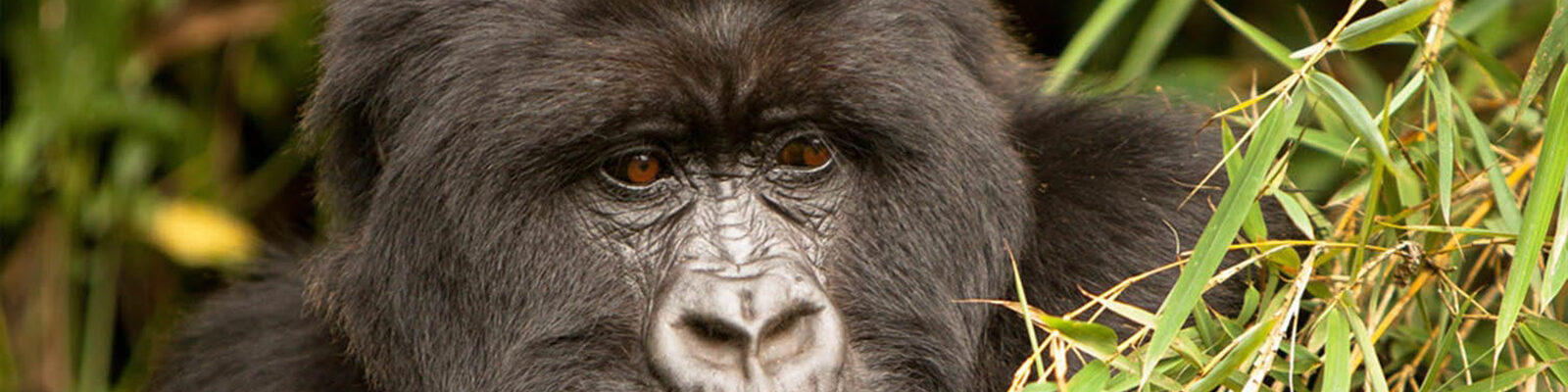 Gorilla Filming in Rwanda
