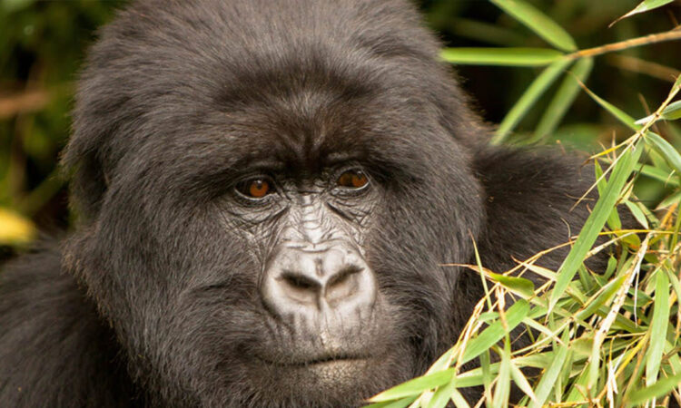 Gorilla Filming in Rwanda
