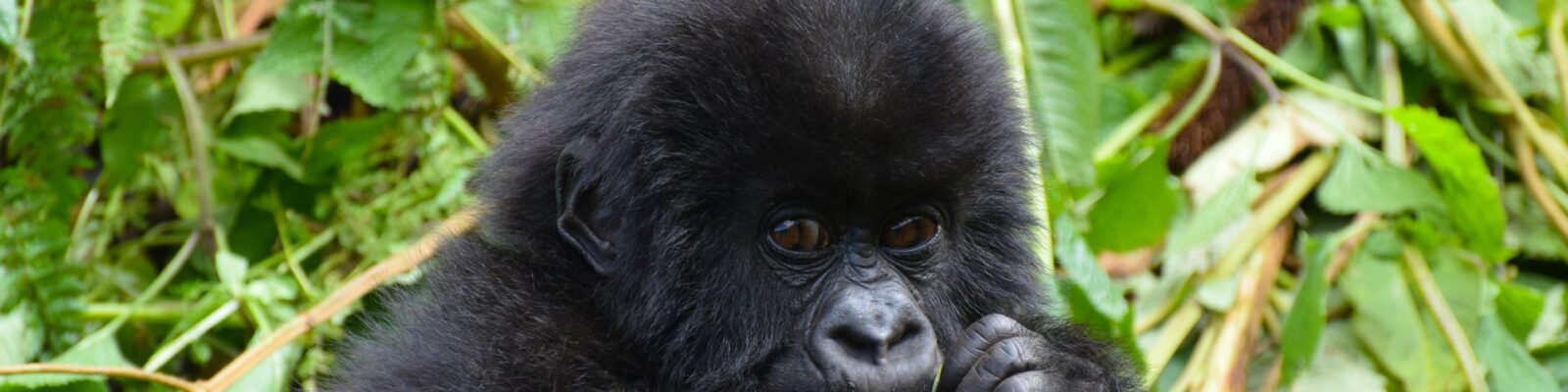 Gorilla Filming in Uganda