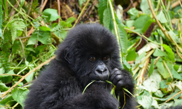 Gorilla Filming in Uganda