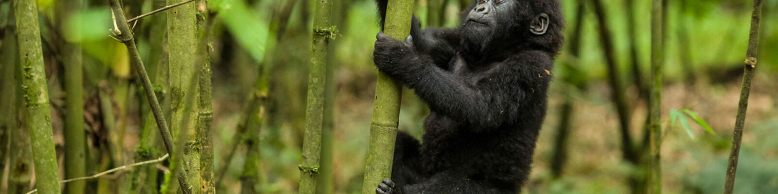 Gorilla Photography in Rwanda