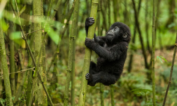 Gorilla Photography in Rwanda