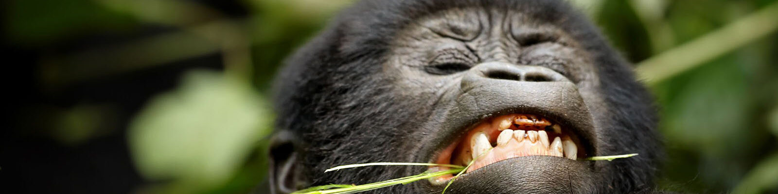 Gorilla Trekking Gears
