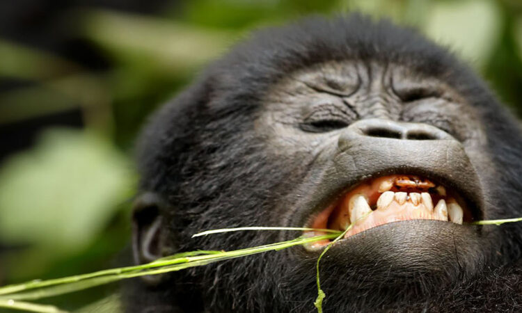 Gorilla Trekking Gears