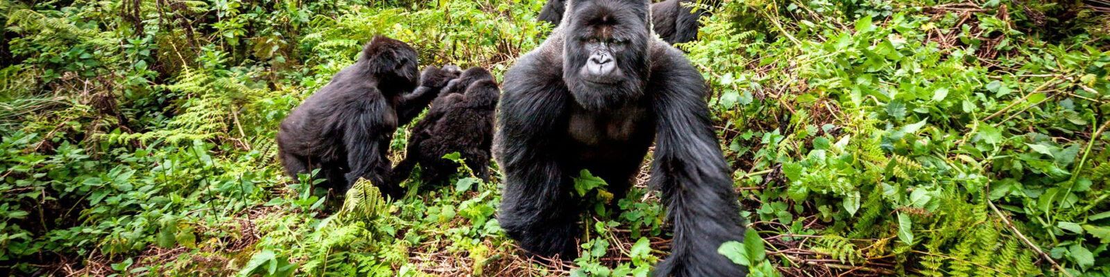 Gorilla Trekking Rules & Regulations