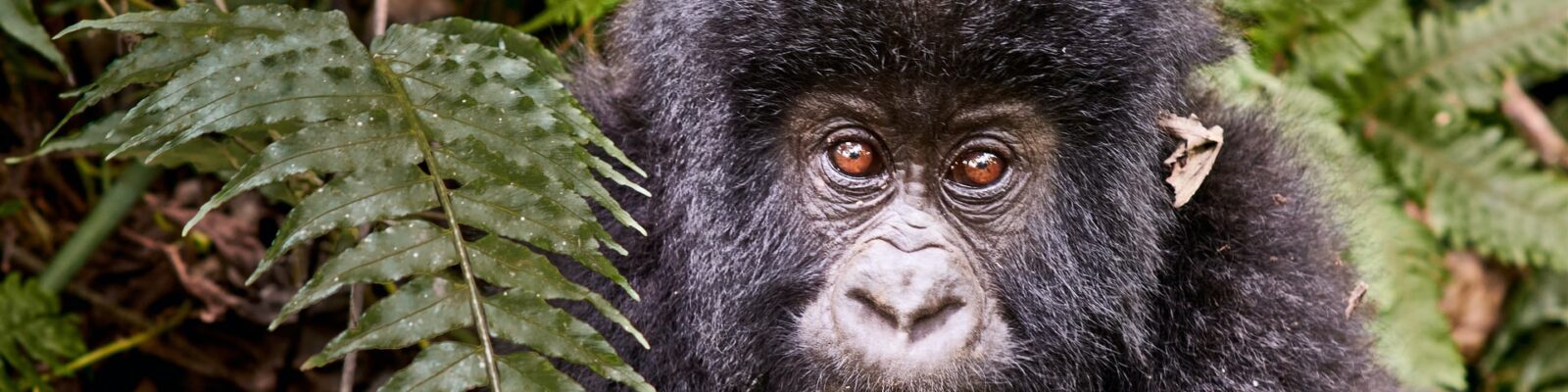 Gorilla Trekking in Uganda from Kigali