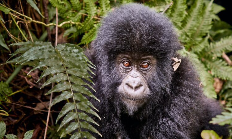 Gorilla Trekking in Uganda from Kigali