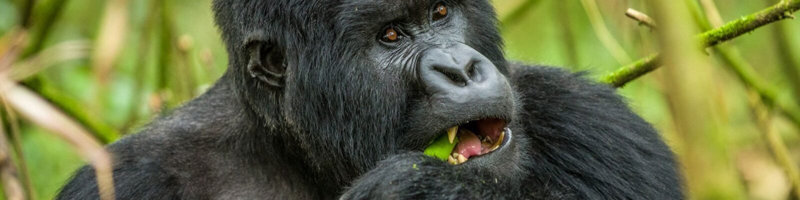 How Gorillas Adapt to the Environment