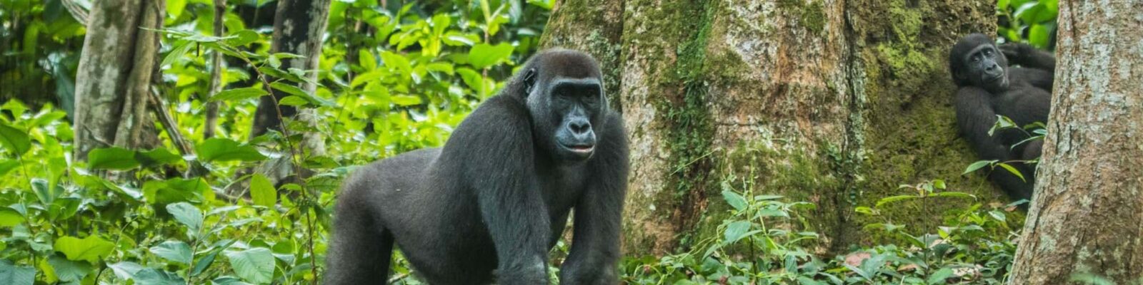 Kahuzi-Biega National Park