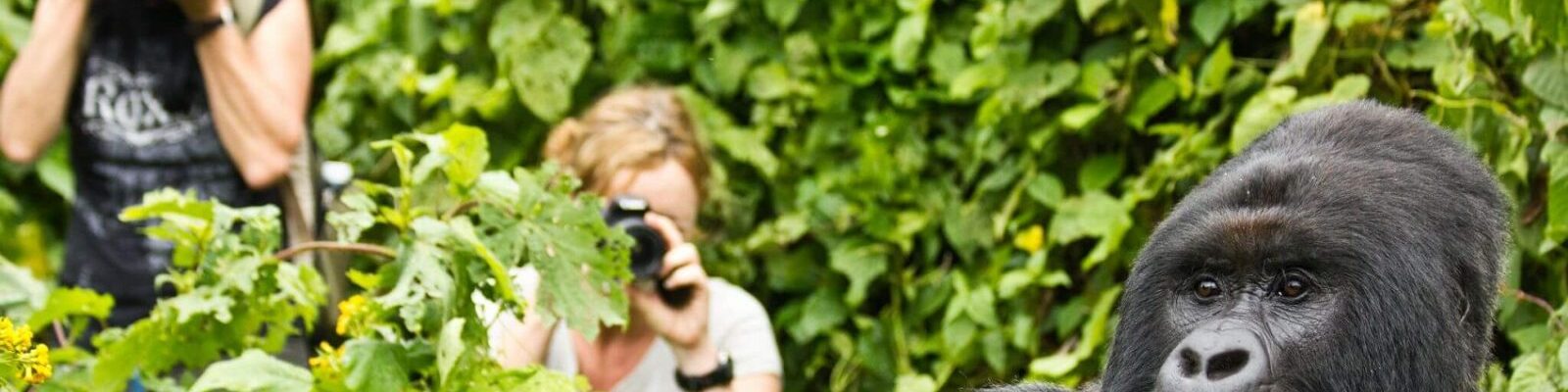 Last Minute Gorilla Trekking Safaris