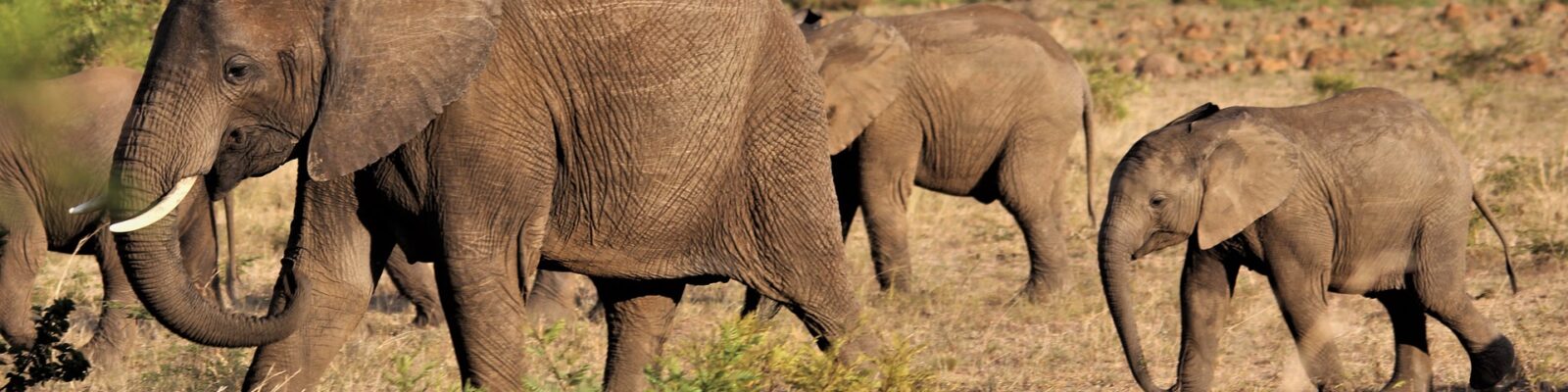 Lomami National Park Congo